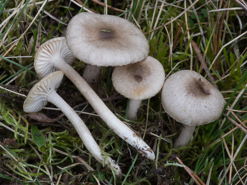 Hygrophorus suaveolens